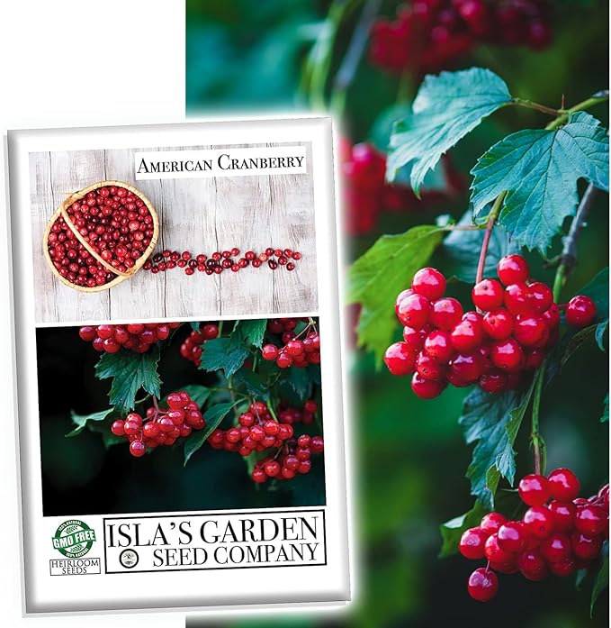 American Cranberry Bush Seeds (Viburnum trilobum) – 25+ Heirloom Seeds per Packet by Isla’s Garden Seeds, Hardy Shrub with Red Berries, Edible Landscaping for Home Gardens
