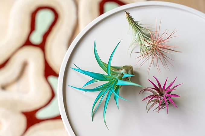 Purple Colorful Tillandsia Air Plants - Long Lasting Color Enhanced Live Tillandsia Succulent House Plants - Home and Garden Decor - Easy Care Indoor and Outdoor (Brachycaulos Abdita, Pack of 3)