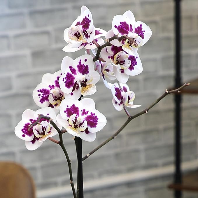 Premium Spotted Live Orchid Plant Blooming in 3.5" Blue & White Orchid Pot, Live Plants, Houseplant Gifts, Approx. 16" Tall, Pet Friendly Houseplants, Phalaenopsis Moth Flower by Plants for Pets