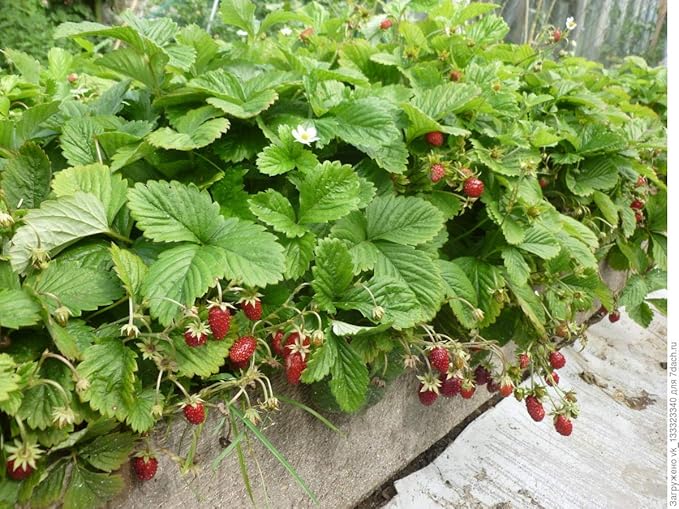 Seeds Alpine Strawberry Alexandria/Everbearing/All Year Round/Non GMO/Heirloom