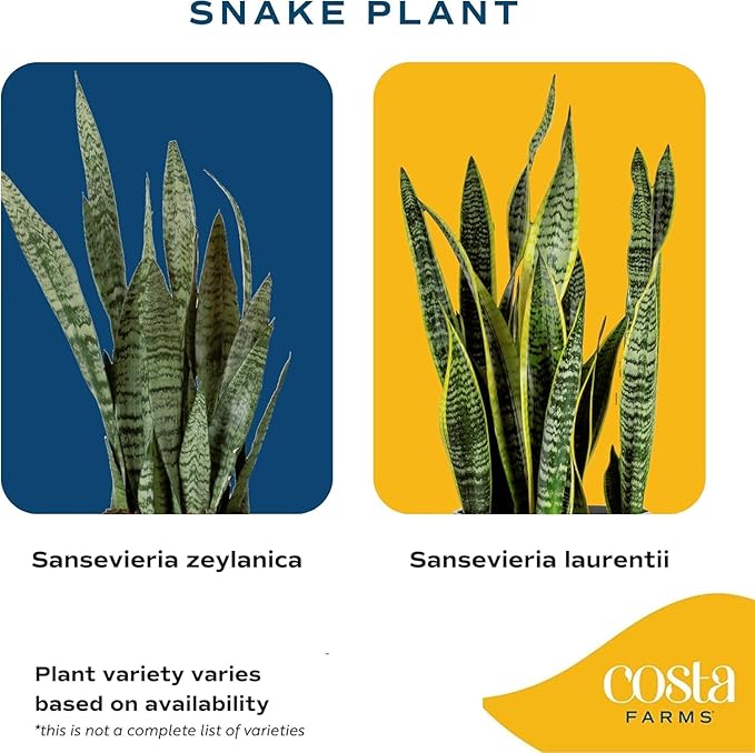 Costa Farms Snake Plant, Mother-in-Law's Tongue Live Plant in Decorative Pot, Large Easy to Maintain Indoor Succulent Houseplant Assorted Variety, Home, Room, or Office Décor, 12-20 Inches Tall