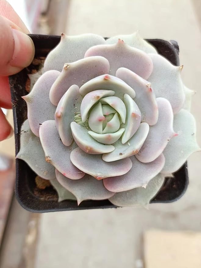Sprout N Green 2in Echeveria Lola, 1 Pack Live Mini Succulent Plant Fully Rooted in Pot, Real House Plant for Indoor Outdoor Home Office Wedding Decoration DIY Projects Party Favor