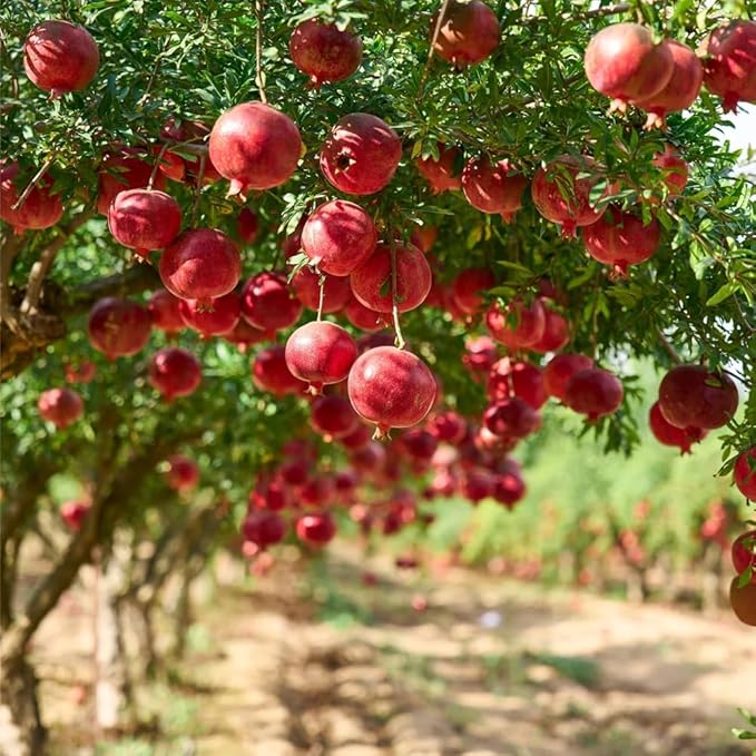 30+ Pomegranate Seeds Perennial Fruit Tree - Pomegranate Fruit Seeds for Planting Non-GMO