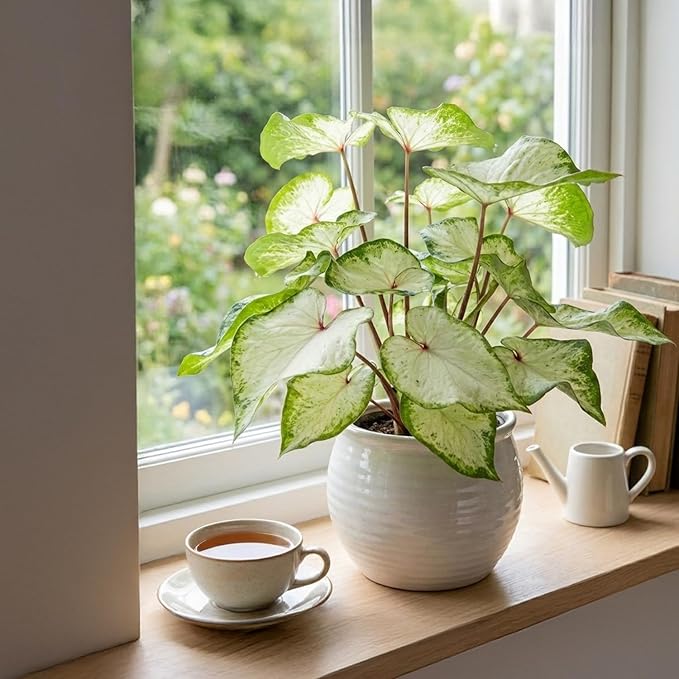 ragnaroc Caladium ‘White Butterfly’ 2-4" (Caladium Bicolor) 8ct – Live Plant for Indoor Outdoor Use, Garden & Landscaping – Live Arrival Guaranteed