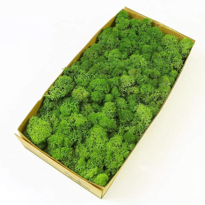 prefleur Preserved Reindeer Moss Natural Green DIY Kit Gardenning Art Wall Decor Florist Decor Easter Table Decor Wedding