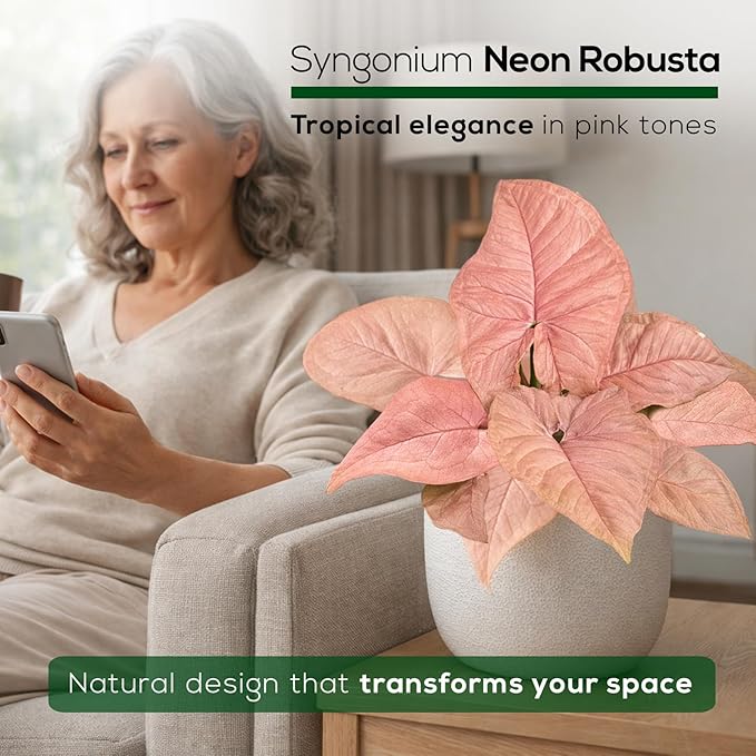 Syngonium Neon Robusta Plant (4 Pack) Live Starter Plants, Pink Arrowhead Vine Houseplants, Easy Care Indoor Tropical Plants Live, Colorful Foliage Plants