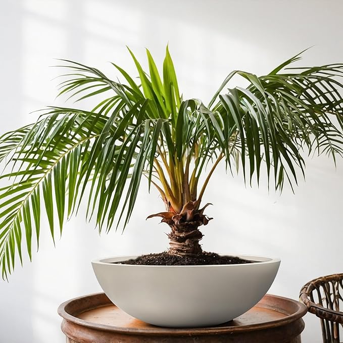 KUTE NEST 7.7" H x 22" D Round Bowl Fiberstone Planter for Succulent and Lotus with Drainage Hole, Smooth Finishes, Weather Resistant, Included 2 Extra Coco Mats (Taupe, 19.9" Pot Opening)