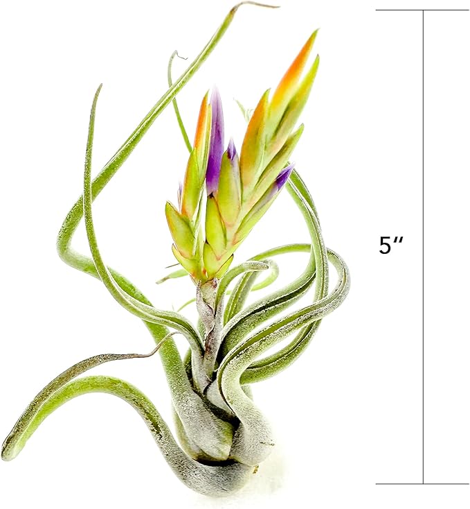 ragnaroc Air Plants - Flowering Tillandsia Caput Medusae, Large 5-7" - 3ct - Live Arrival Guaranteed - House Plants for Home Decor & Gift