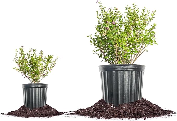 Perfect Plants Goji Berry Bush in 1 Gallon Grower's Pot | Delicious Wolfberry for Outdoor Planting | Fresh Antioxidant Packed Fruits | Fully Mature for Home Gardens
