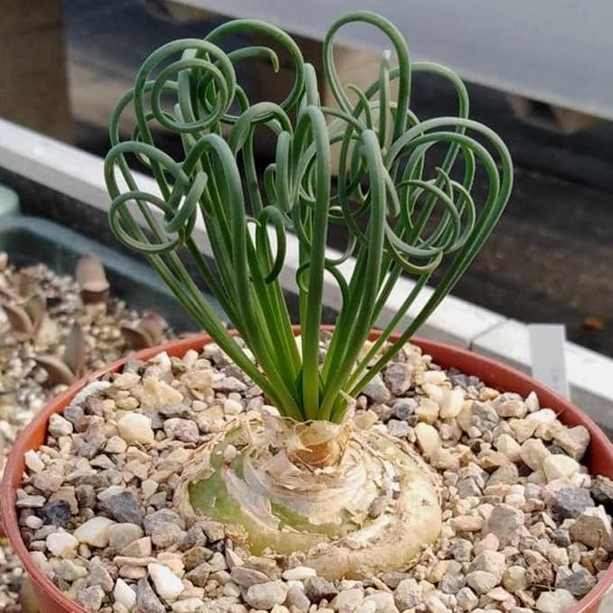 Albuca Live Plant in 4” Pot, Frizzle Sizzle Succulent, Curly Leaf Albuca Plant for Indoor Growing