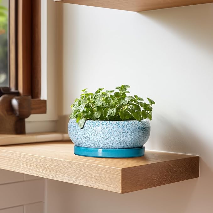 EPFamily Bonsai Pots Small - 6 Inch Succulent Pots with Drainage Hole and Saucer, Succulent Planters for Indoor Outdoor, Shallow Plant Pot, Round Bonsai Planter, Office Decor, Plant Lover Gifts, Blue