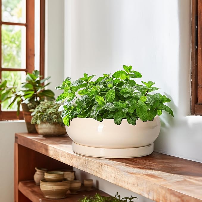 EPFamily Bonsai Pots - 10 Inch Ceramic Succulent Planters Indoor Outdoor, Bonsai Planters with Drainage Hole and Saucer, Round Shallow Planter, Bowl Planter, House Decor, Gifts for Plant Lover, Beige