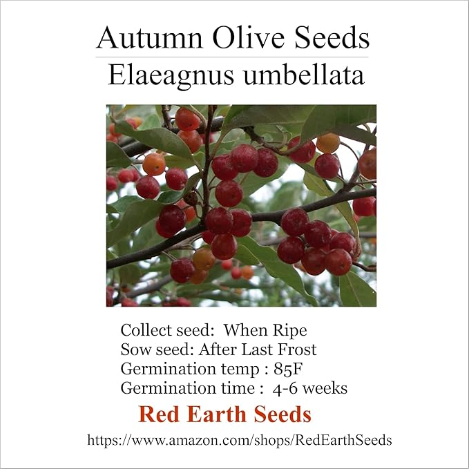 Autumn Olive - Elaeagnus umbellata - 20 Seeds