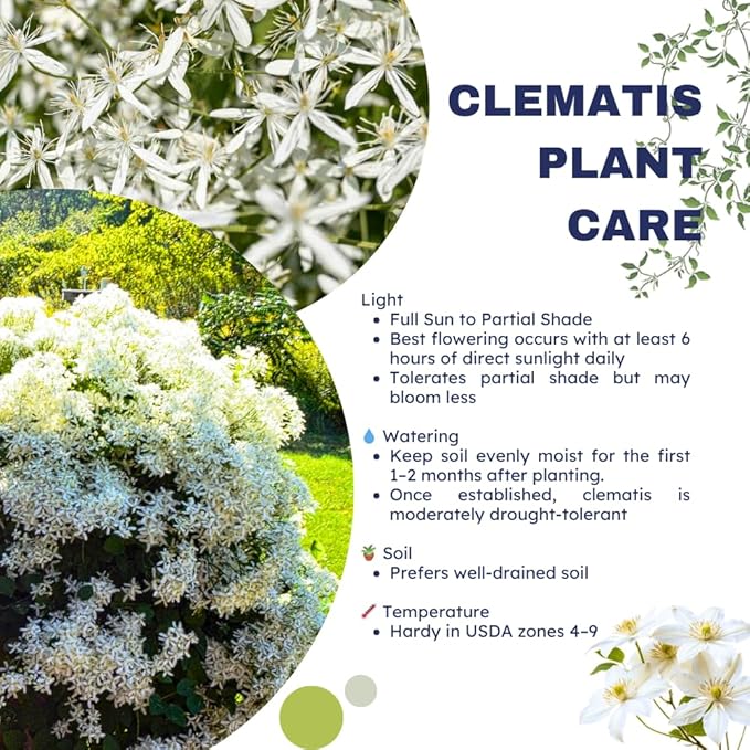 3 Sweet Autumn Clematis Plants Live Well-Rooted in 4” Pots, Fast Growing Fragrant Flowering Vine for Outdoor Garden and Trellis