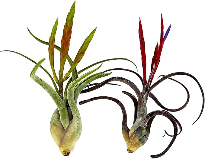 ragnaroc Air Plants - Flowering Tillandsia Caput Medusae, Large 5-7" - 2ct - Live Arrival Guaranteed - House Plants for Home Decor & Gift