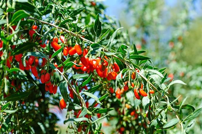 Goji Berry (lycium barbarum) - Live Plant - (1 QT)