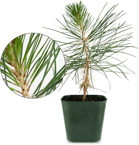 Generic Mini Bonsai Tree Japanese Black Pine Starter Plant Pinus Thunbergii Live Tree Japanese Pine Zen Garden House Plant Indoor Tree Outdoor Plant, green