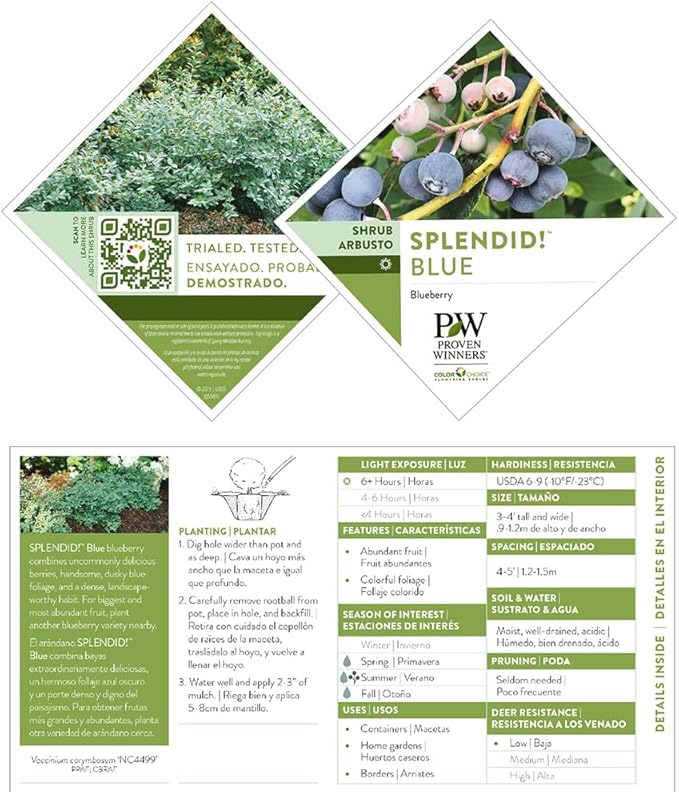 Proven Winners 2 Gal. Splendid! Blueberry Shrub