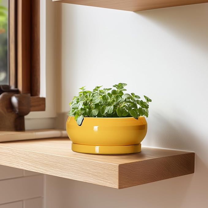 EPFamily Succulent Pots with Drainage Hole - 6 Inch Ceramic Bonsai Pots for Indoor Outdoor, Shallow Plant Pot with Saucer, Bonsai Planter, Round Succulent Planter, Patio Decor, Gardening Gift, Yellow