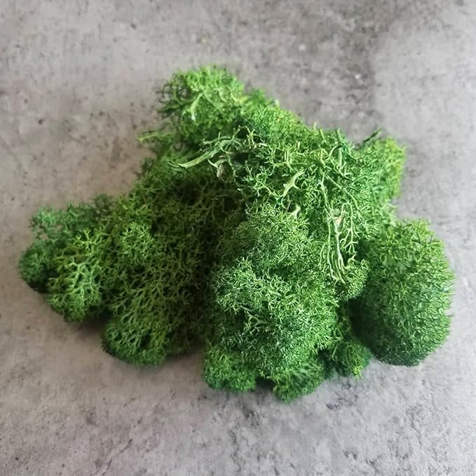 prefleur Preserved Reindeer Moss Natural Green DIY Kit Gardenning Art Wall Decor Florist Decor Easter Table Decor Wedding