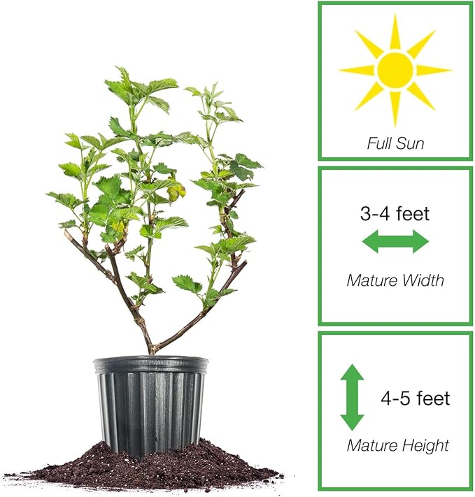 Perfect Plants Triple Crown BlackBerry Bush 1 Gallon | Live Vining Fruit for Outdoor Planting | Large Fruits for Home Gardens | Dark Purple Berries are Sweet & Healthy