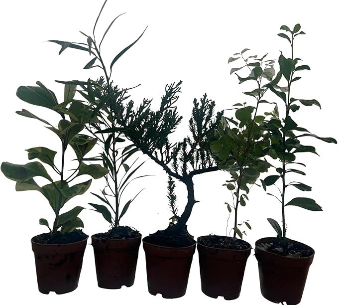 Zen Living Bonsai Assortment - 5 Plants 2" Pots