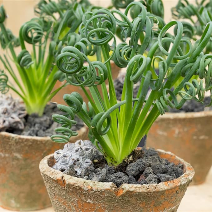 Albuca Live Plant in 4” Pot, Frizzle Sizzle Succulent, Curly Leaf Albuca Plant for Indoor Growing