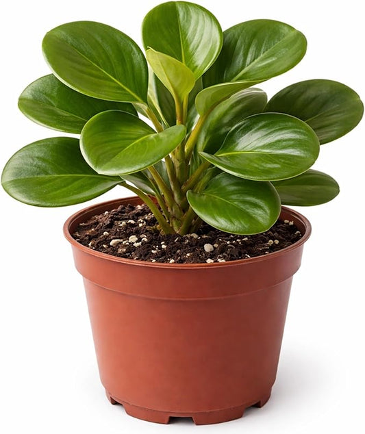 Peperomia Obtusifolia Live Plant – Baby Rubber Plant in 2 Inch Pot – Easy Care Indoor Houseplant with Glossy Green Leaves