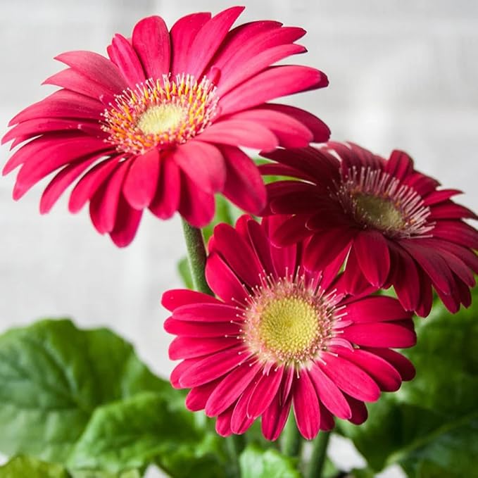 Sets 4 Pink Gerbera Daisy Live Plants, Ready to Bloom in Spring, Flower Winter Hardy Outdoor Planting