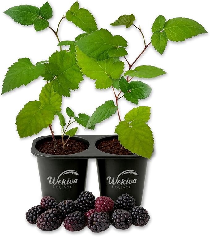 Kiowa BlackBerry Plant - 2 Live Starter Plants - Rubus - Edible Fruit Bearing Bush for Patio and Garden