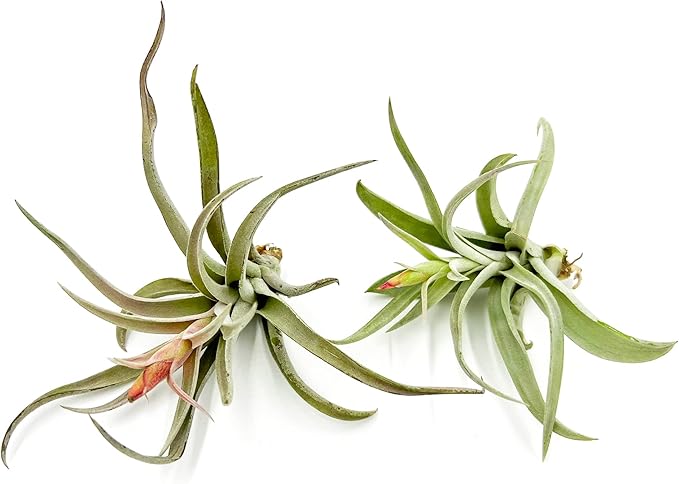 ragnaroc Air Plants - Flowering Tillandsia Harrisii, Large 3-5" - 2ct - Live Arrival Guaranteed - House Plants for Home Decor & Gift