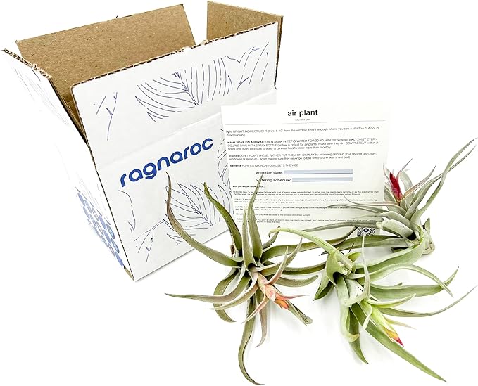 ragnaroc Air Plants - Flowering Tillandsia Harrisii, Large 3-5" - 3ct - Live Arrival Guaranteed - House Plants for Home Decor & Gift