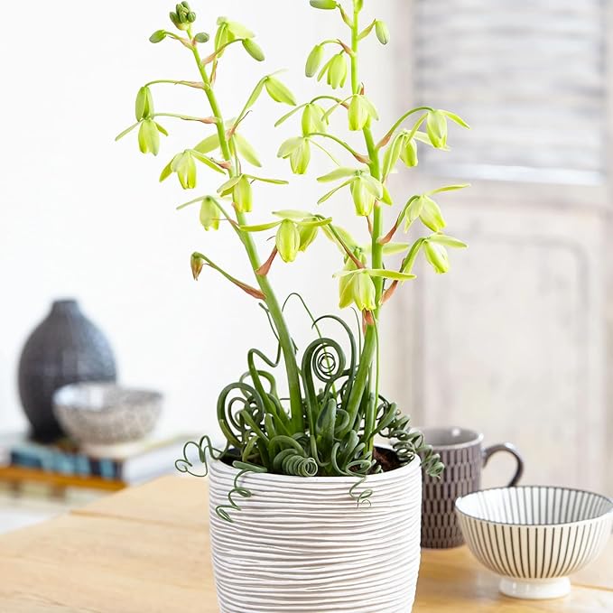Albuca Live Plant in 4” Pot, Frizzle Sizzle Succulent, Curly Leaf Albuca Plant for Indoor Growing