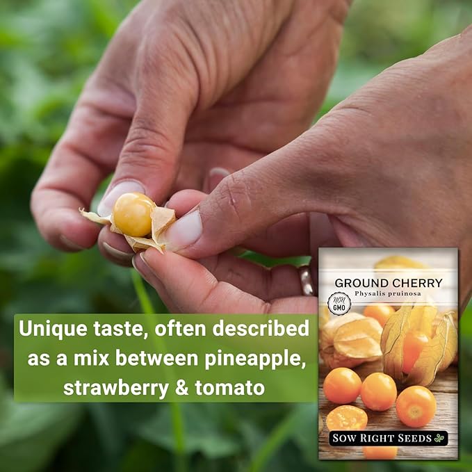 Sow Right Seeds - Ground Cherries Seeds for Planting - Non-GMO Heirloom Packet with Instructions to Plant an Outdoor Home Vegetable Garden - Mexican Husk Tomato - Endangered Variety (2)