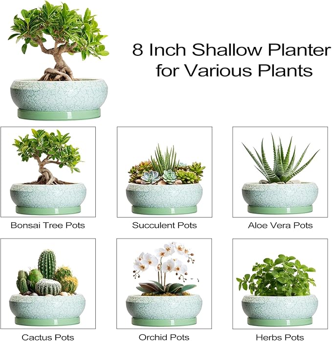 EPFamily Bonsai Pots Ceramic - 8 Inch Succulent Pots Indoor Outdoor, Shallow Planters with Drainage Hole and Tray, Ceramic Planter Bowl, Round Planter, Apartment Decor, Gifts for Plant Lovers, Green