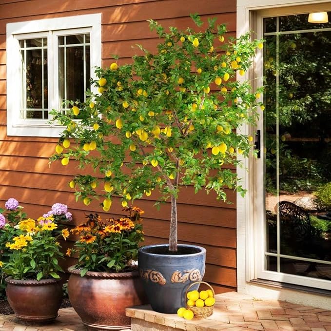 30pcs Perfume Lemon Seeds - Grow Your Own Bonsai or Full-Size Fruit-Bearing Tree - Non-GMO, Heirloom, Organic - Ideal for Zones 8-11
