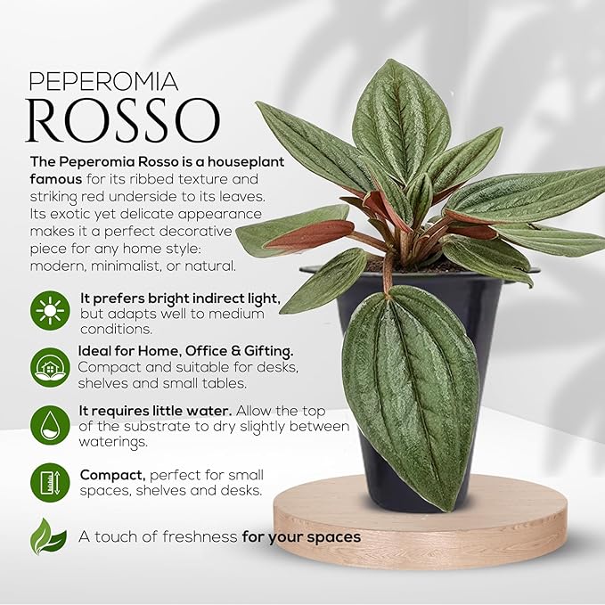 Peperomia Plant Collection (4 Pack)– Set of Rare Varieties | Watermelon, Frost, Eden Rosso & Piccolo Banda | Easy Indoor Houseplants, Live Plants for Home Decor (Peperomia Collection)