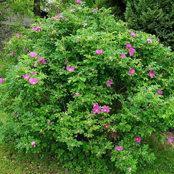 Rosa Rugosa (Sand Rose, Hedgehog Rose, Wrinkled Rose, Rugosa Rose, Japanese Rose, Ramanas Rose) Shrub Seeds, Fragrant Flowers, Seeds by MySeeds.Co, You Choose The Amount (1 oz)