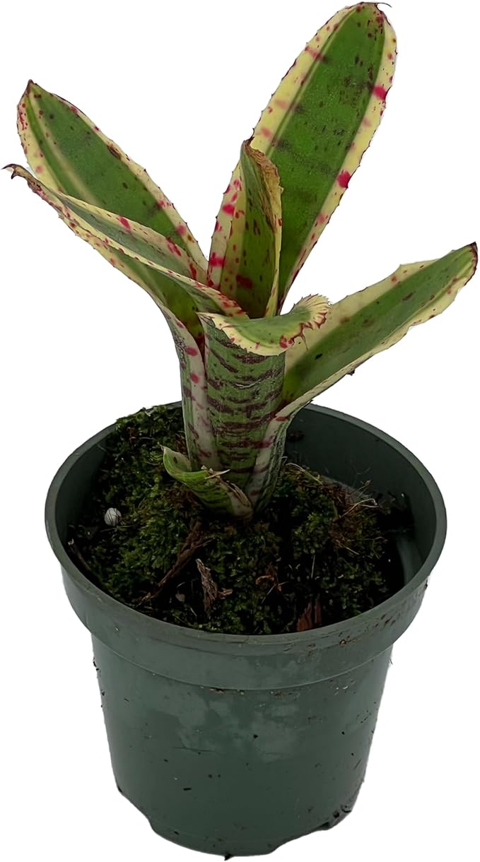 ragnaroc Live Plants – Bromeliad Neoregelia Gizmo, 4-8" in 3" Pot - 1ct - Live Arrival Guaranteed - House Plants for Home Decor & Gift