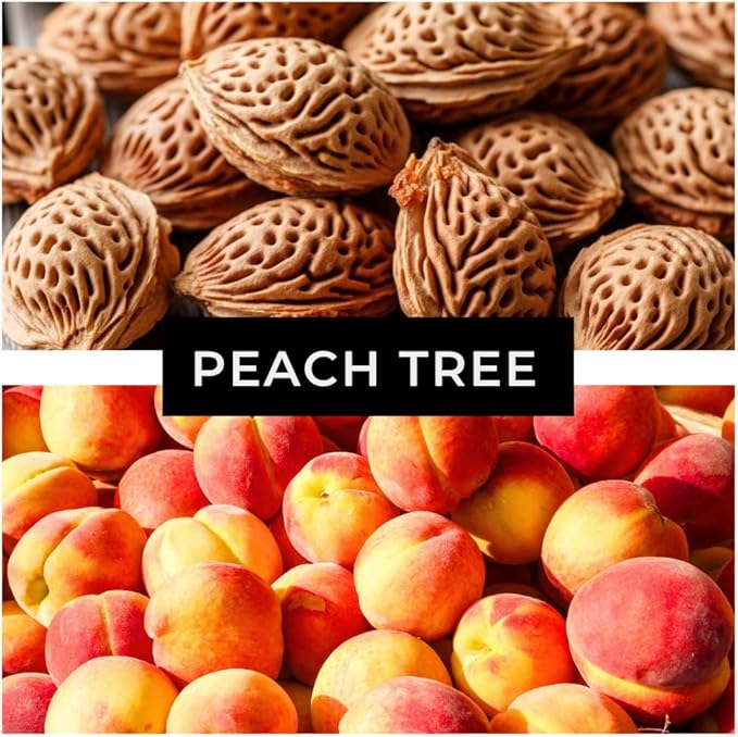 Peach Tree Seeds – Easy to Grow, Hardy, Delicious Fruit, Perfect for Garden Planting, Beginner-Friendly, Fast-Growing, Ideal for Fresh Peaches & Cooking (4 Seeds)