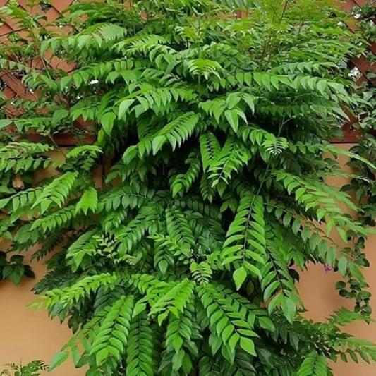 Moringa Plant Live, Moringa Oleifera Live Plant 4” Potted, Fast-Growing Tree for Indoor Outdoor Gardens
