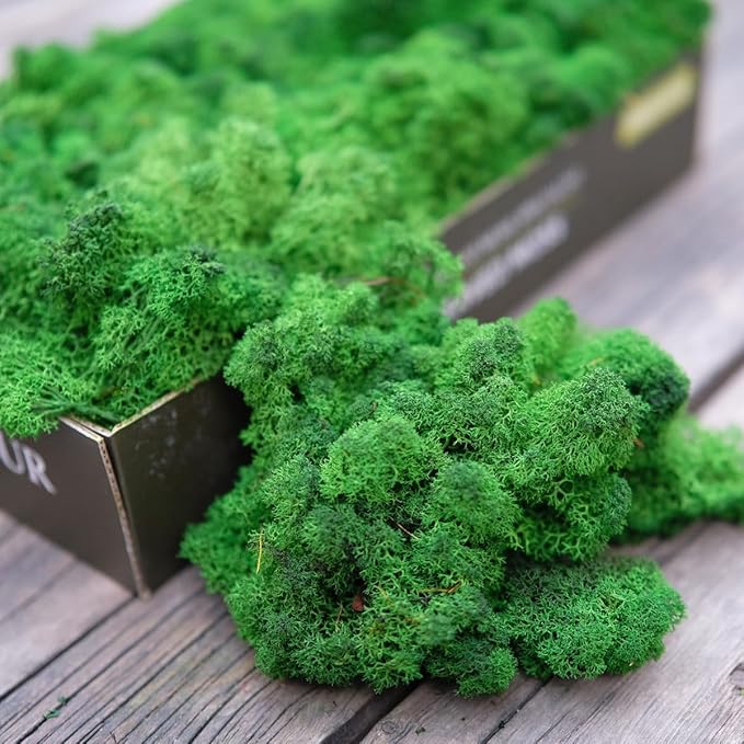 prefleur Preserved Reindeer Moss Natural Green DIY Kit Gardenning Art Wall Decor Florist Decor Easter Table Decor Wedding