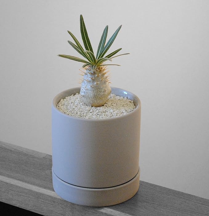 Crystal Grain Cactus & Succulent Soil Mix, Coarse Grain for Maximum Drainage, 100% Inorganic & Odorless, Visible Watering Indicator, Patented Japanese Tech, 3L (Resealable Bag)
