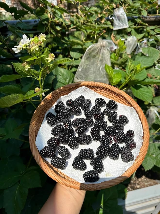 200+ BlackBerry Seeds for Planting - Non-GMO, Organic & Thornless | Heirloom Variety, High Yield | Sweet, Juicy & Nutritious Healthy Fruit | Ideal for Outdoor Gardens, Home Gardens & Farms