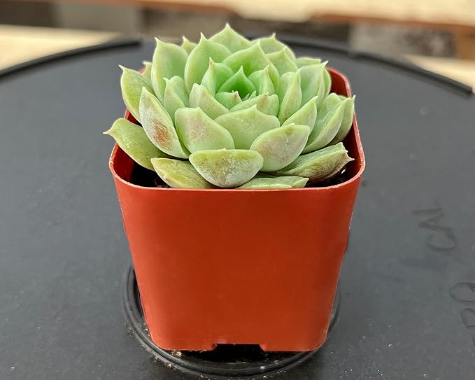 Sprout N Green 2in Echeveria cv. Onslow, 1 Pack Live Mini Succulent Plant Fully Rooted in Pot, Real House Plant for Indoor Outdoor Home Office Wedding Decoration DIY Projects Party Favor