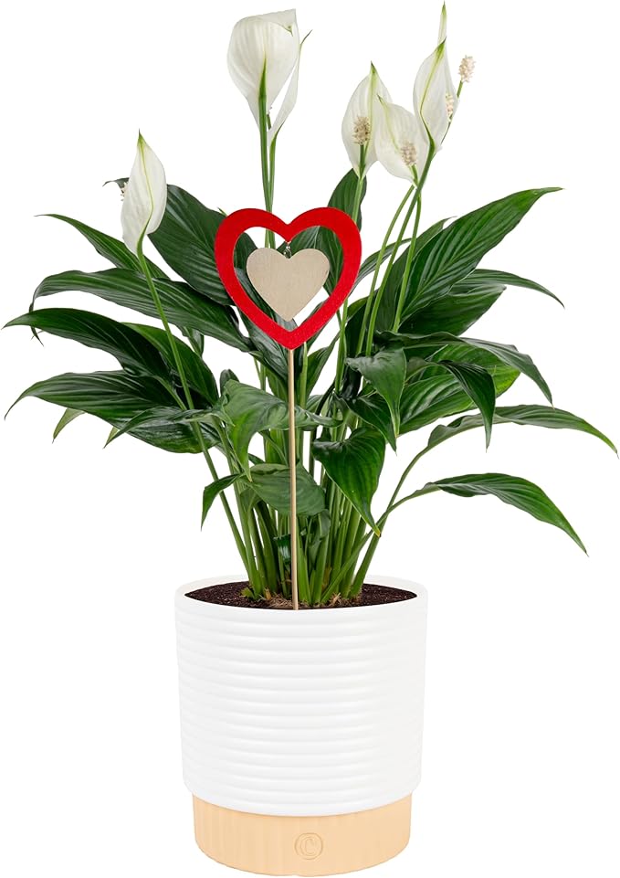 Costa Farms Peace Lily Live Plant in Decorative Pot, Air Purifying Flowering Indoor Houseplant, Perfect for Home, Room, or Office Decor, Great House Warming or Birthday Gift, 14-24 Inches Tall
