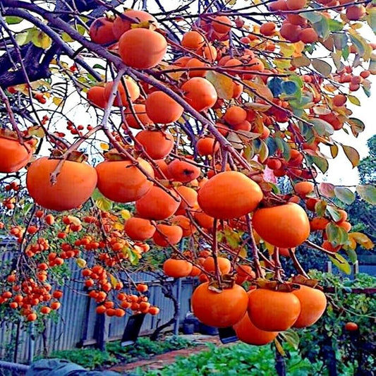 30+ Organic Fuyu Persimmon Seeds for Planting Outdoors,Diospyros Seeds Non-GMO Heirloom,Cold Hardy Fruit Tree Seed High Germination for Home Outdoor Garden