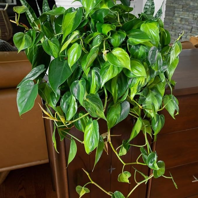 Stripe Philodendron, Fully Rooted Live Plant in 4-Inch Pot, Indoor Houseplant