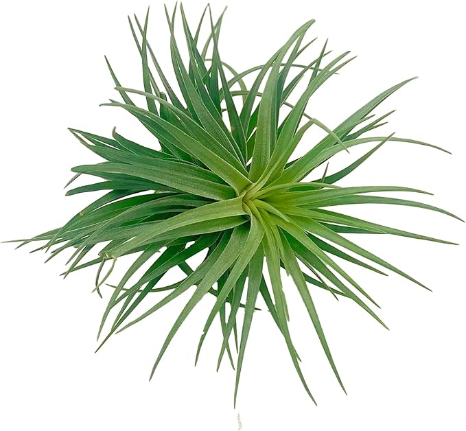 ragnaroc Air Plants - Flowering Tillandsia Pink Paske Large 5" - 1ct - Live Arrival Guaranteed - House Plants for Home Decor & Gift