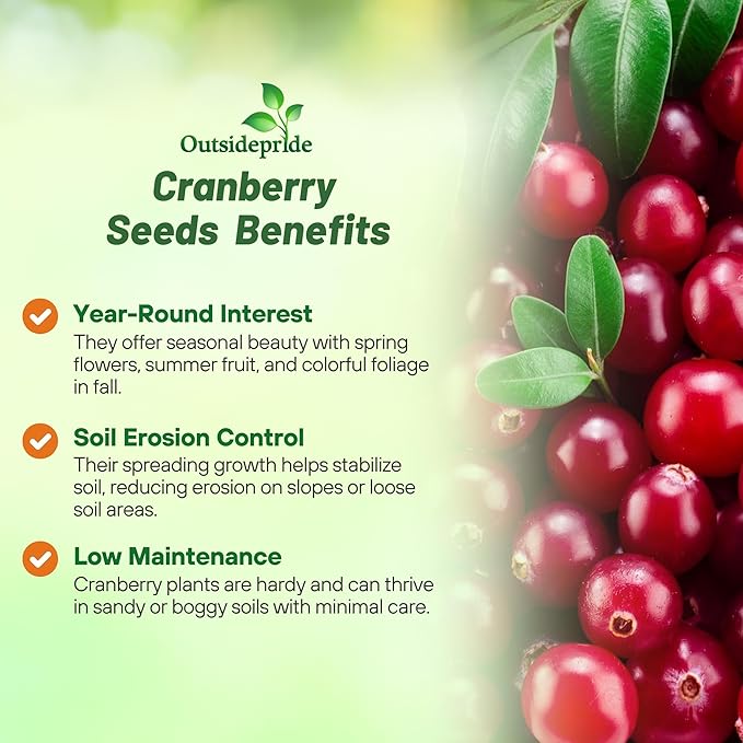 Outsidepride Cranberry Seeds - 500 Pcs. Perennial, Easy to Grow & Low Maintenance, Fruit Seeds for Planting Nutrient-Rich Berries with Purple Blooms for Pollinator Gardens & Container Displays